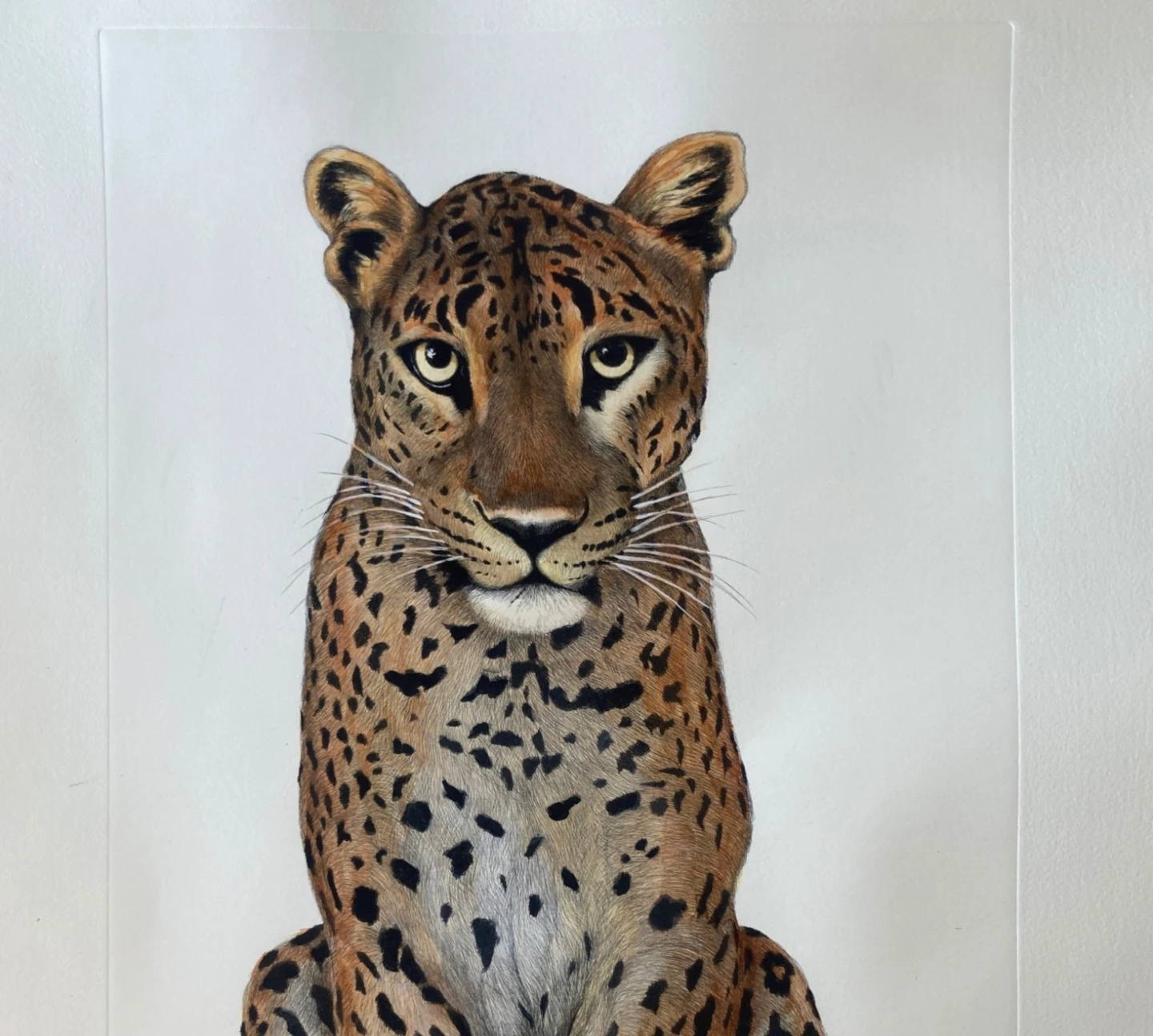Leopardo