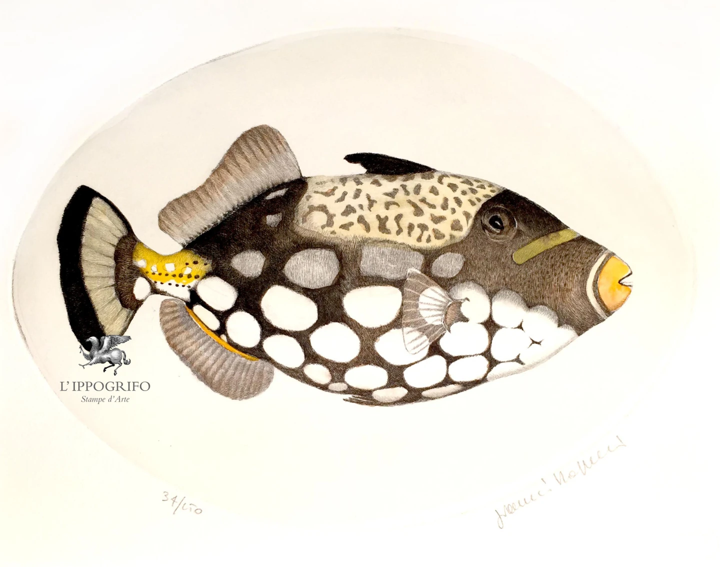 Pesce Balestra