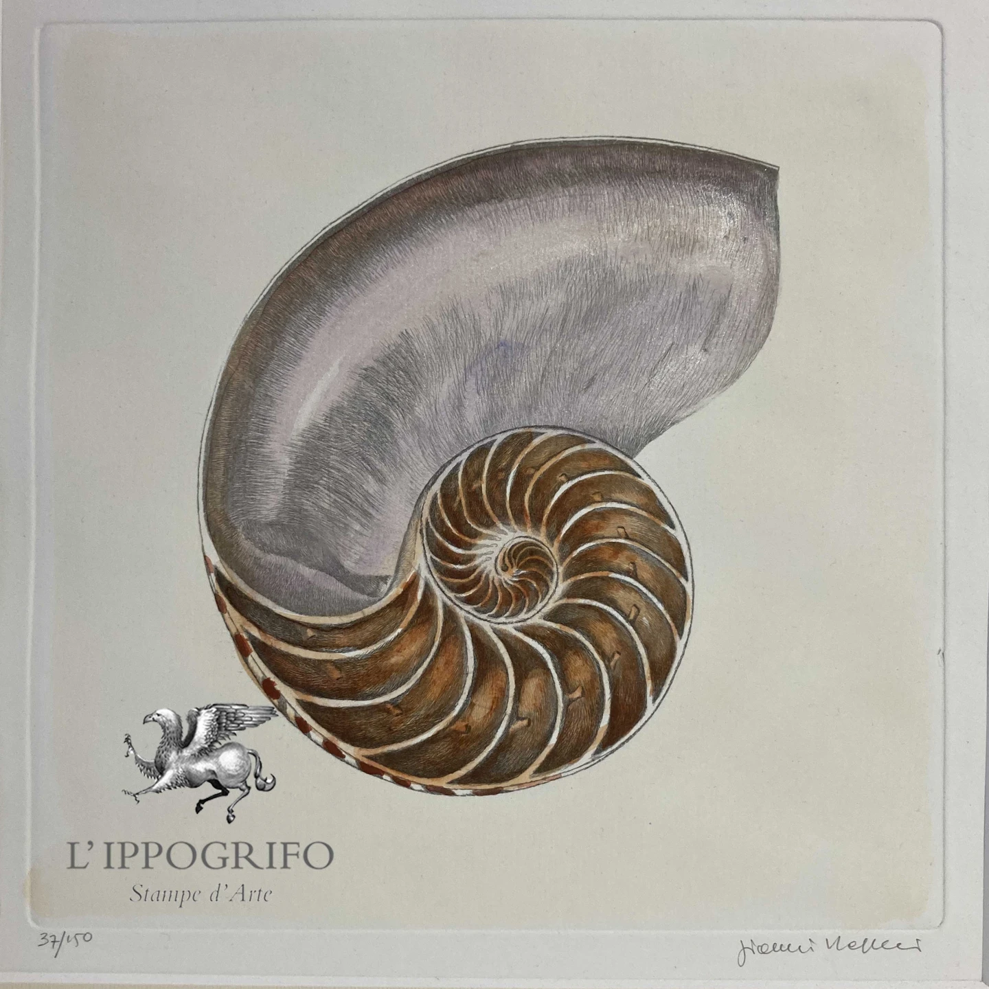 Conchiglia Nautilus spirale interna
