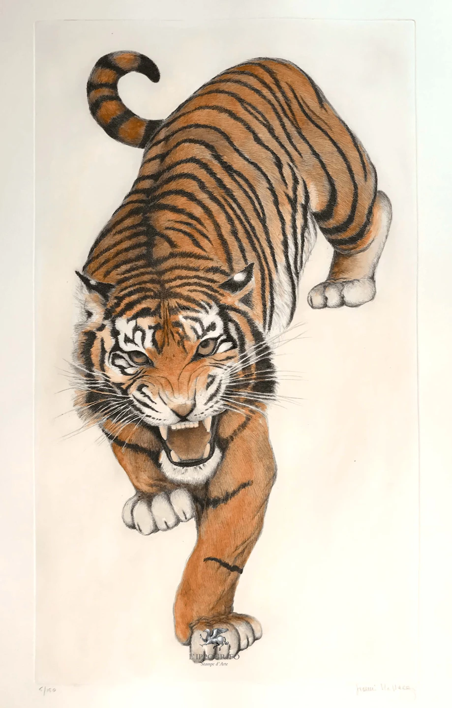 Tigre