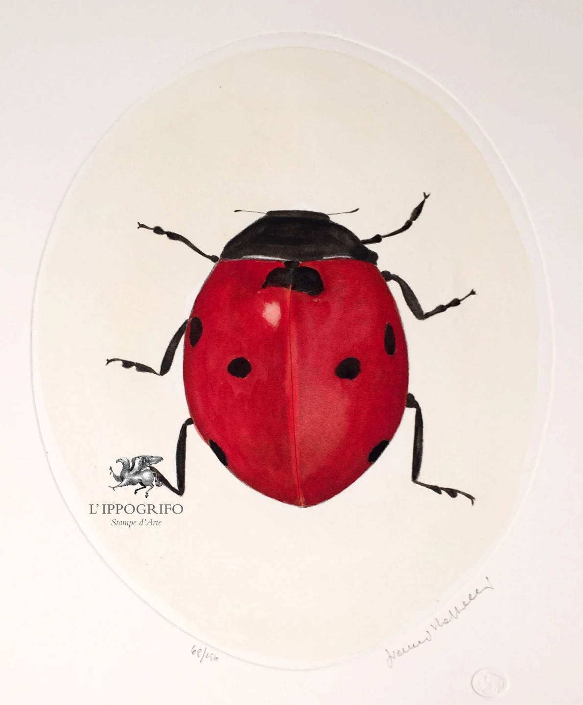 La coccinella