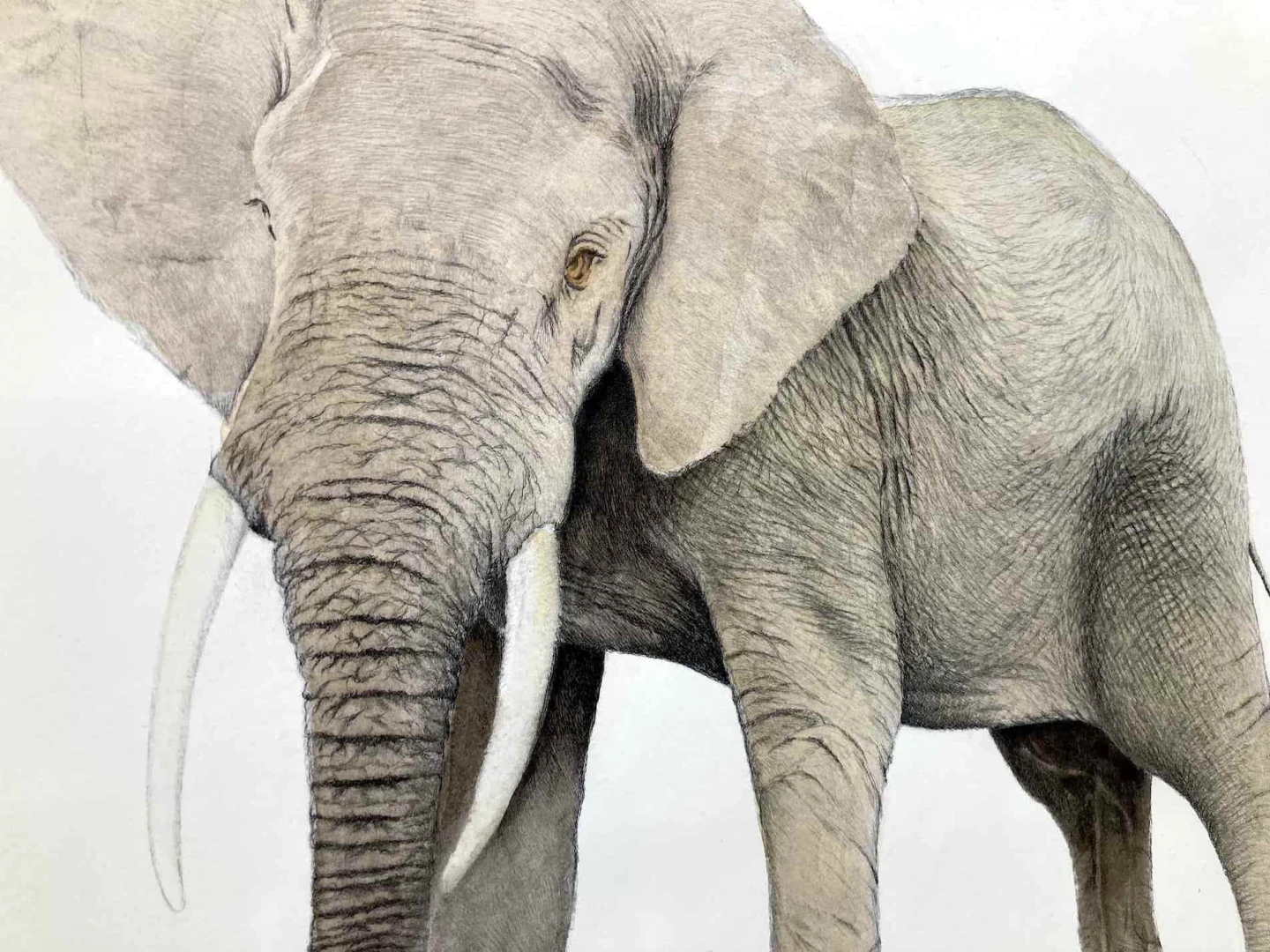 Elefante