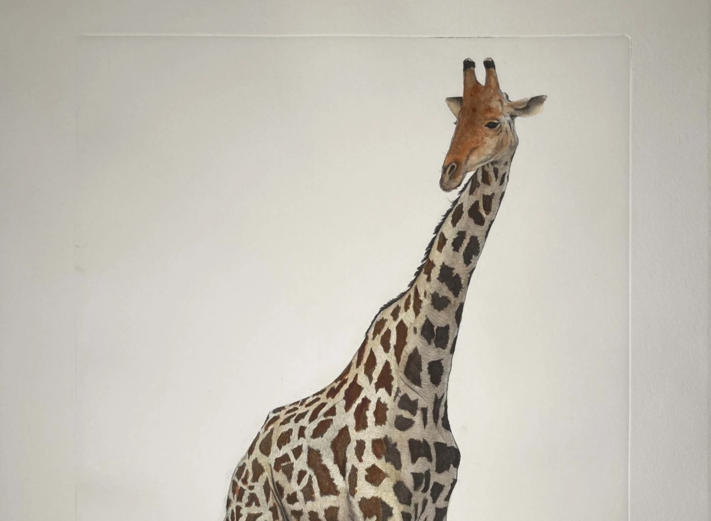 Giraffa