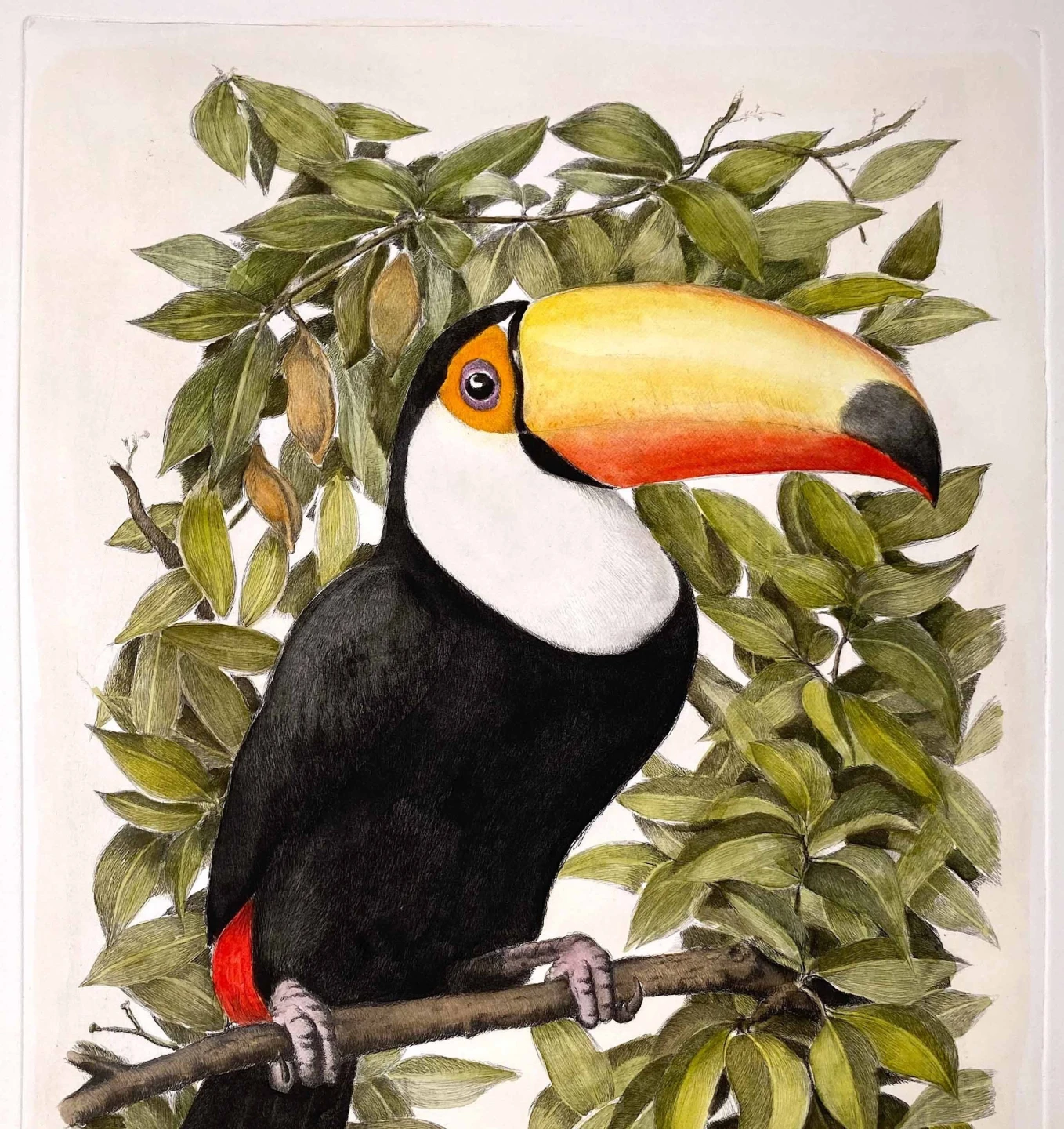 Tucano
