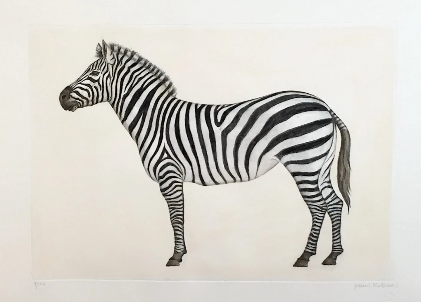 Zebra