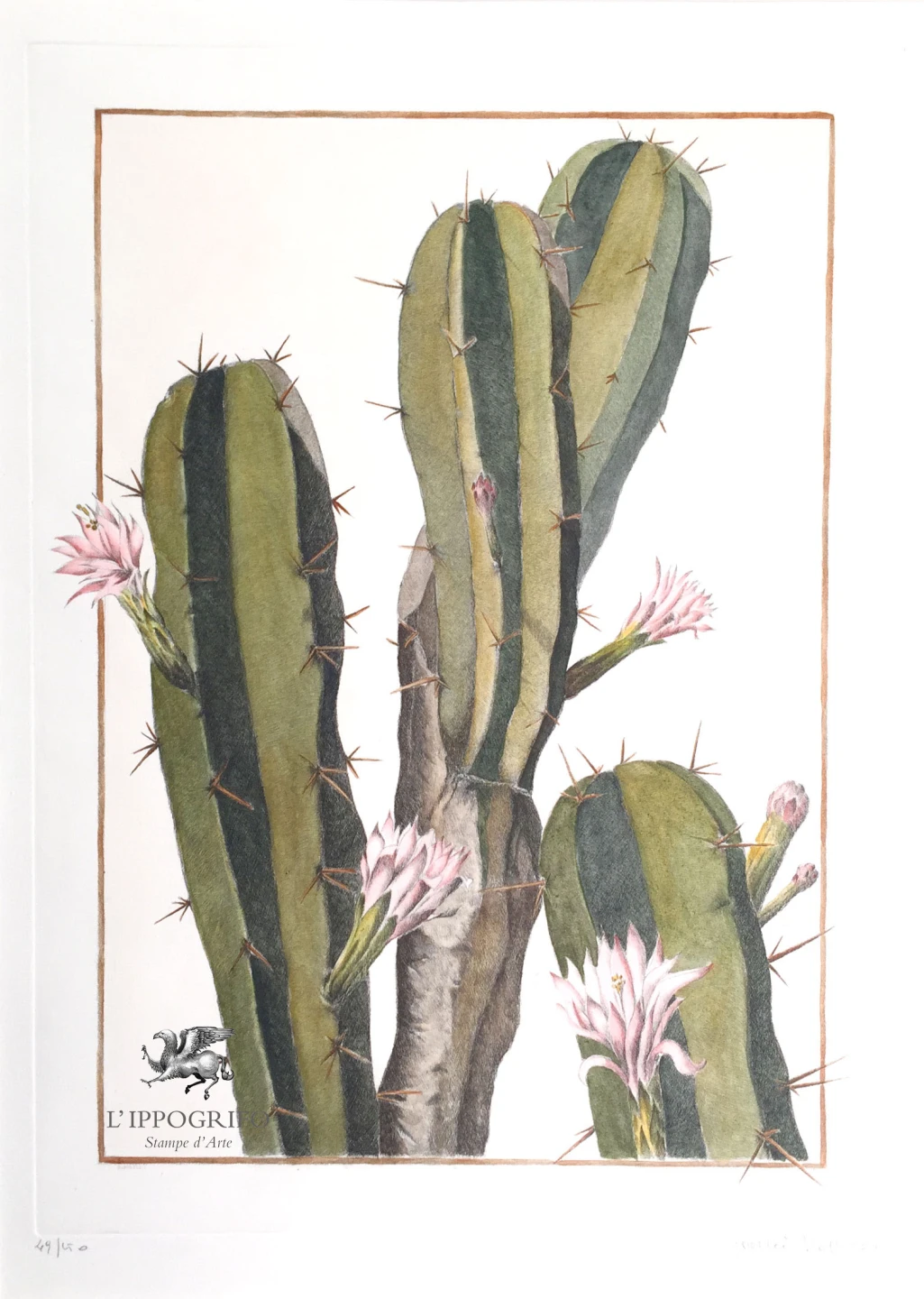 Cactus
