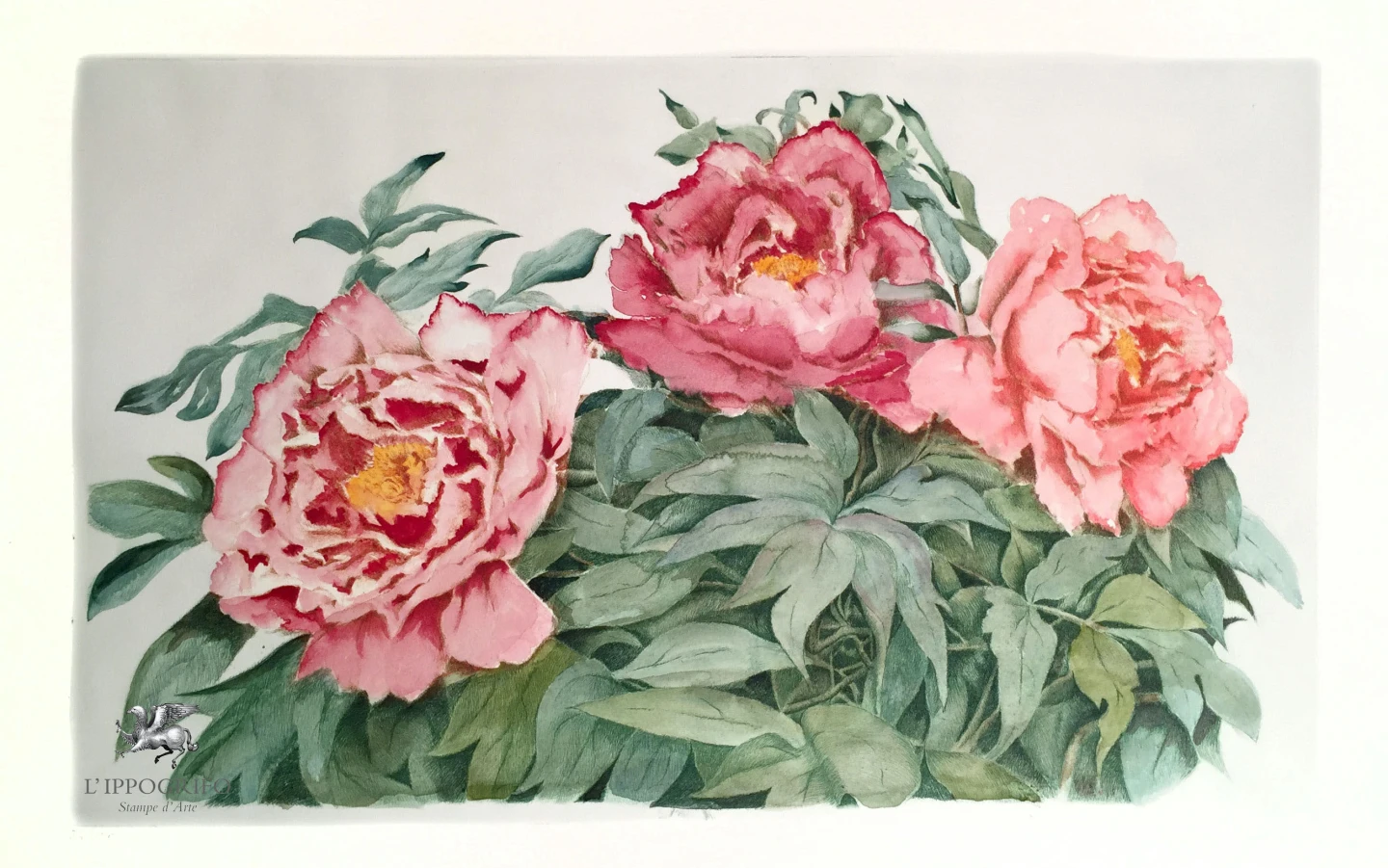 Peonie