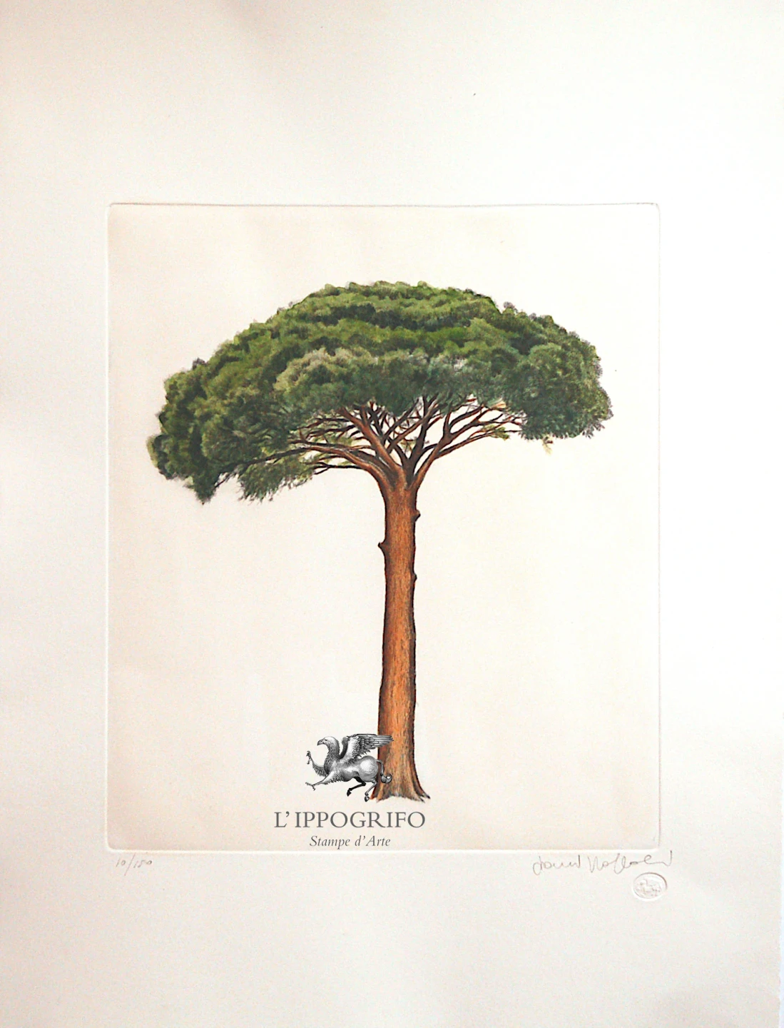 Alberi in posa - Il pino