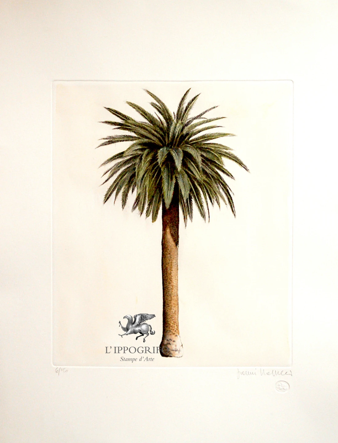 Alberi in posa - La palma