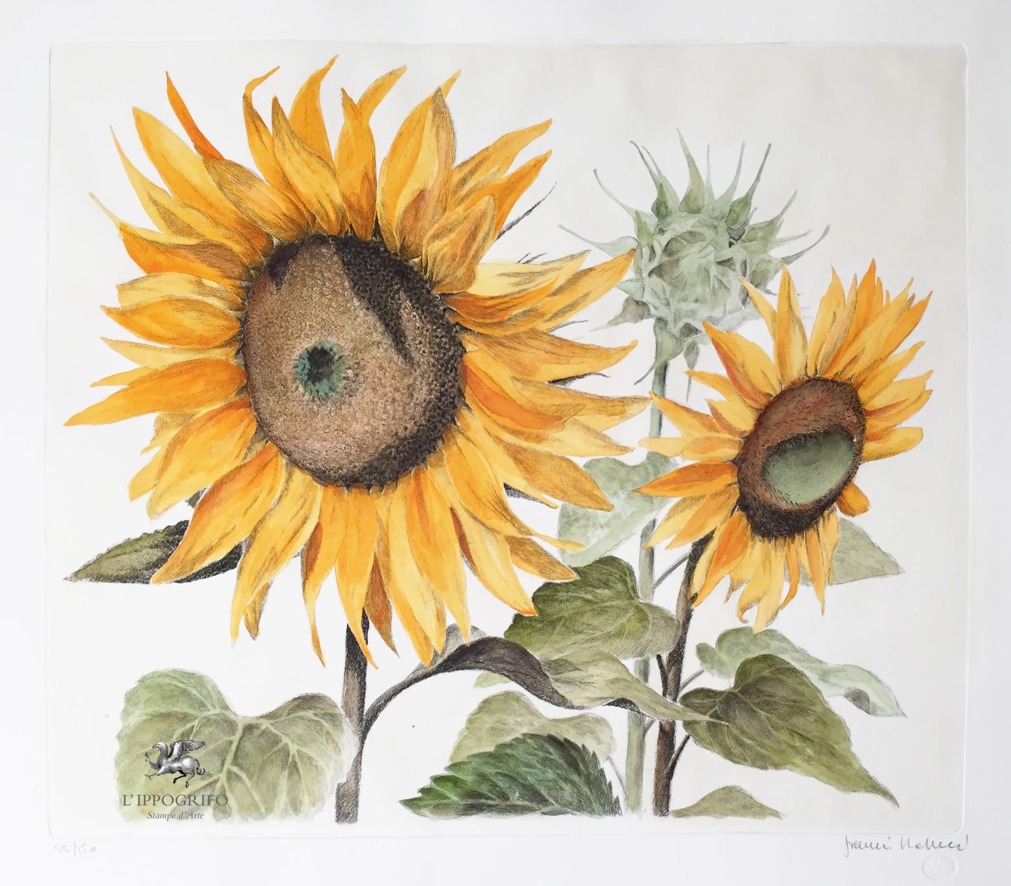 Girasoli