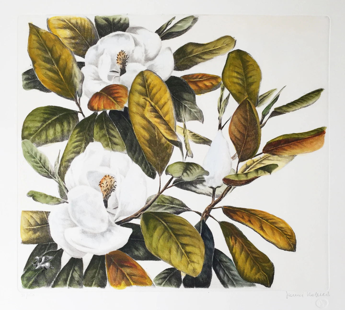 Magnolia