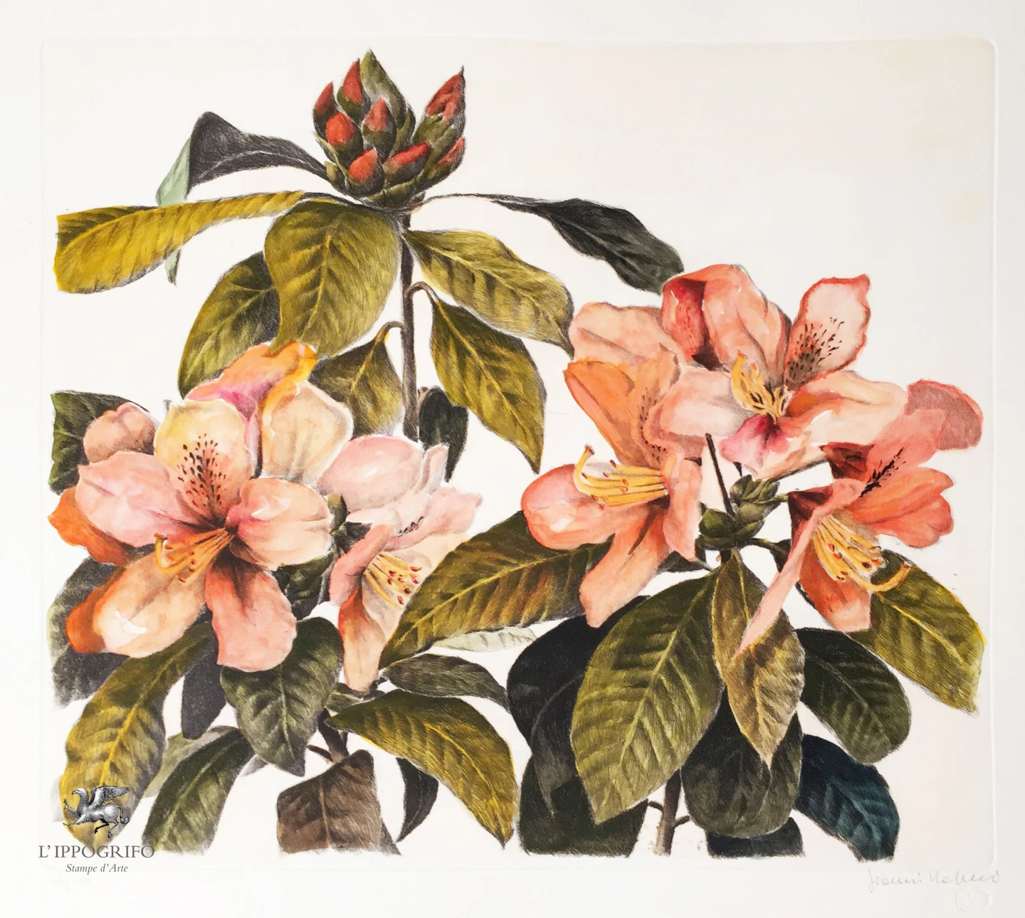 Rododendro