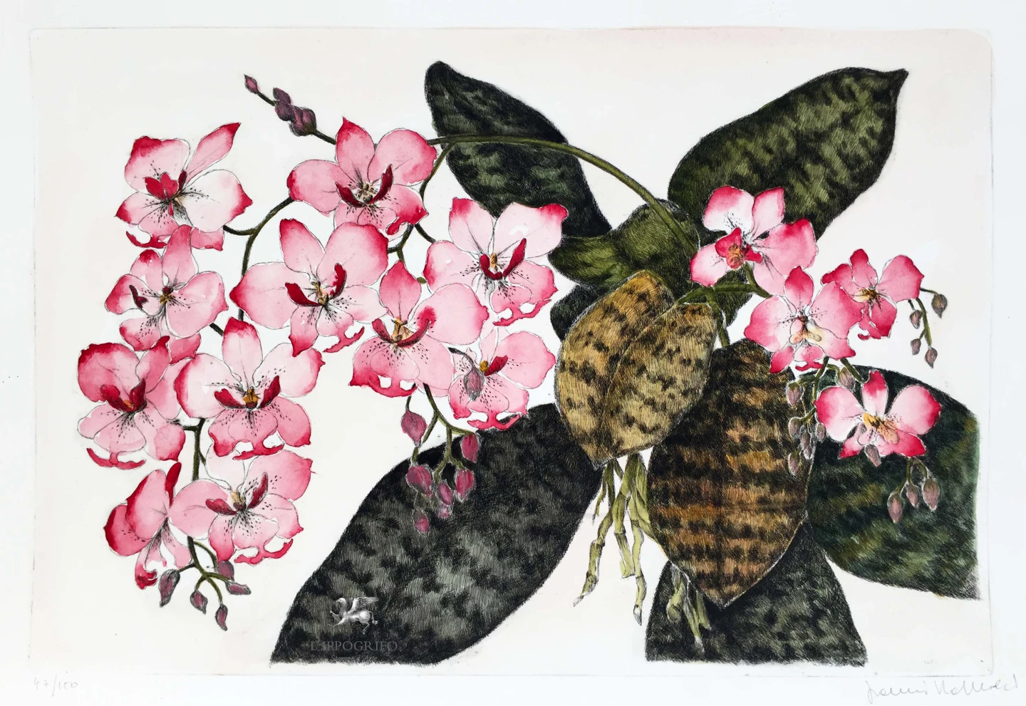 Orchidea